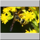 Ancistrocerus nigricornis - Faltenwespe m004a 9mm - Sandgrube Niedringhaussee-det.jpg